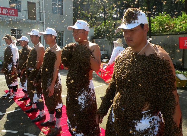 Những hình ảnh ấn tượng trong tuần ảnh 12 A newly opened museum in Wuhan, central China’s Hubei Province invited 10 brave men to try on ’clothes’ made from millions of bees. Dean of the museum Zhao Yicun said each participant first had a queen bee placed on their body and the other worker bees soon followed until the men were coated head-to-toe in their bee clothing