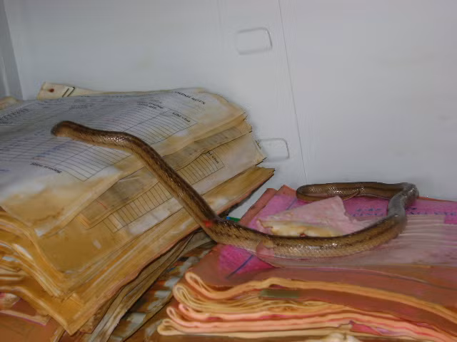 "Hậu lũ" tại một trường tiểu học ảnh 7