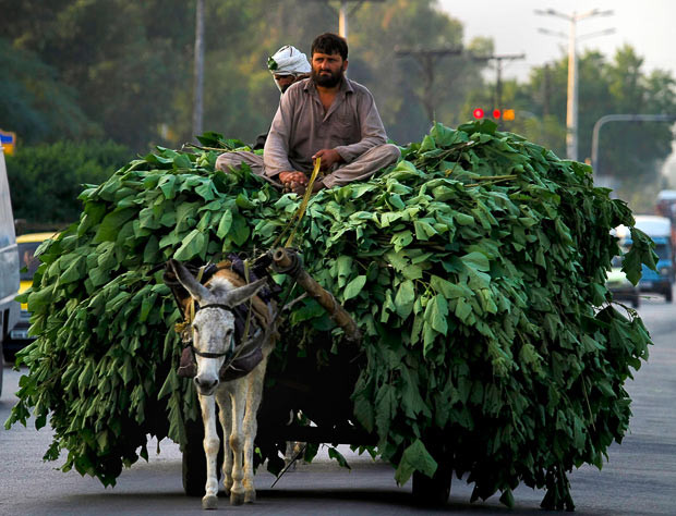 Những hình ảnh ấn tượng trong tuần ảnh 19 Men drive their overloaded donkey cart along a road in Islamabad, Pakistan