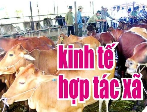 Người nước ngoài có thể tham gia HTX?