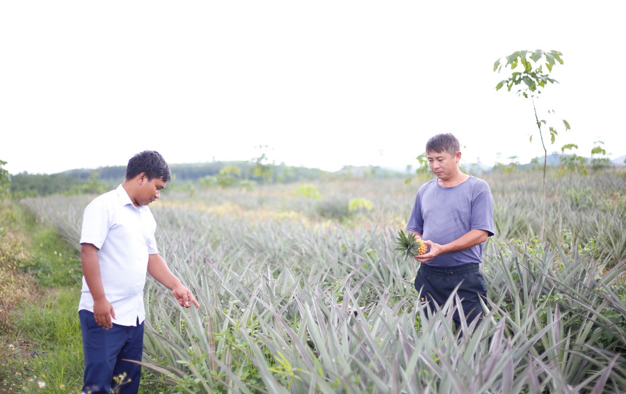 Mô hình liên kết trồng dứa thôn Đăk Mơ Ham phát triển tốt, giúp người dân phát triển kinh tế. Mô hình liên kết trồng dứa thôn Đăk Mơ Ham phát triển tốt, giúp người dân phát triển kinh tế.