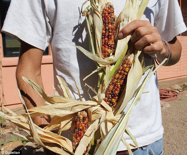 On the branch: Despite its rainbow colours, Glass Gem is grown in the same way as other types of corn Read more: http://www.dailymail.co.uk/news/article-2440109/Vivid-multi-coloured-corn-grown-Native-American-farmer-years-painstaking-breeding.html#ixzz2gWjwpLtL Follow us: @MailOnline on Twitter | DailyMail on Facebook