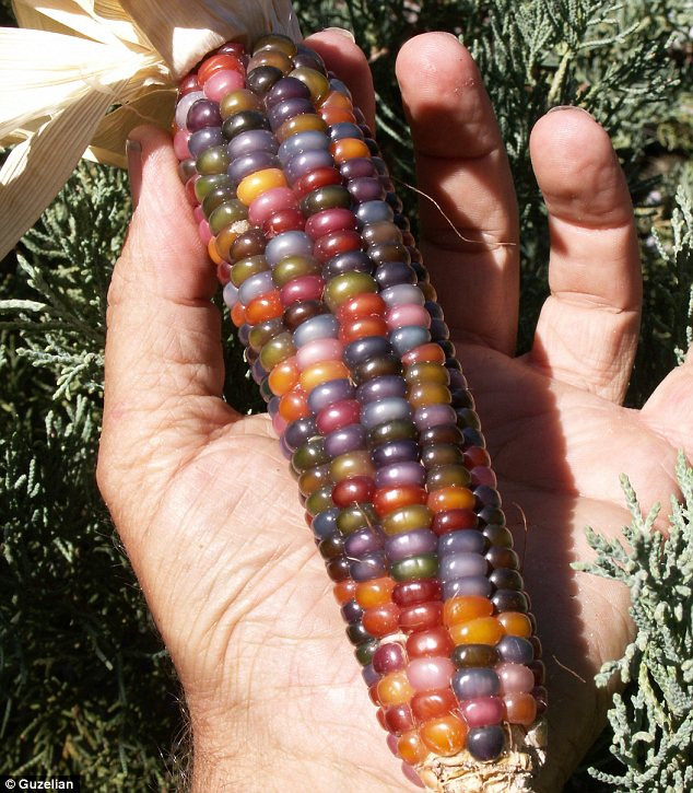 Appetising: Glass Gem should not be eaten off the cob, but can be turned into flour or popcorn Read more: http://www.dailymail.co.uk/news/article-2440109/Vivid-multi-coloured-corn-grown-Native-American-farmer-years-painstaking-breeding.html#ixzz2gWkEssRH Follow us: @MailOnline on Twitter | DailyMail on Facebook