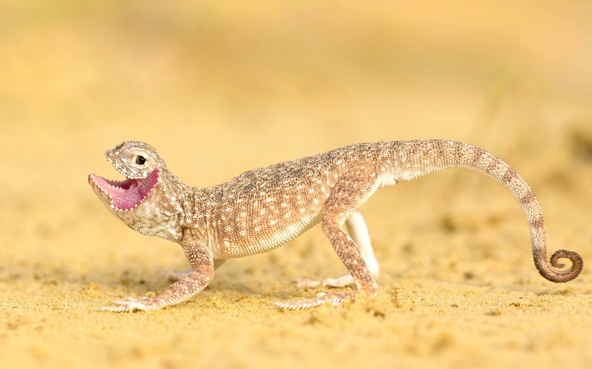 Thằn lằn rồng A Phrynocephalus như mỉm cười trước ống kính. Loài thằn lằn này thường mở miệng rộng và phun phì phì khi bị đe dọa, nó có thể đào cát để trốn thoát kẻ thù A Phrynocephalus mystaceus, also known as dragon lizard, smiles for the camera on world smile day. The reptile opens its mouth wide and hisses when is it threatened, it can drill down into the sand with vibrations from its body and uses this ability to escape any predators.