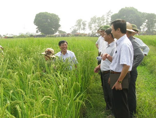 Nếp cái hoa vàng: Bán rơm cũng kiếm bạc triệu