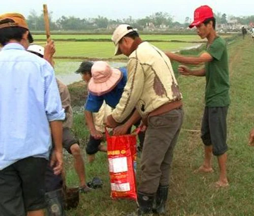 TT-Huế: Diệt hàng vạn con chuột sau lũ