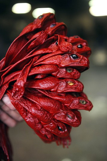 Da của những con cóc Australia sau khi được nhuộm là vật liệu đắt giá trong ngành thời trang Australian cane toads are displayed after being dyed at the Alric tannery owned by Jean-Charles Duchene and specialized in luxury products in Millau. Introduced from South America decades ago to control the native cane beetle, the cane toad may have outstayed its welcome in the South Sea Islands, but today their skins have become a much-prized luxury fashion material.