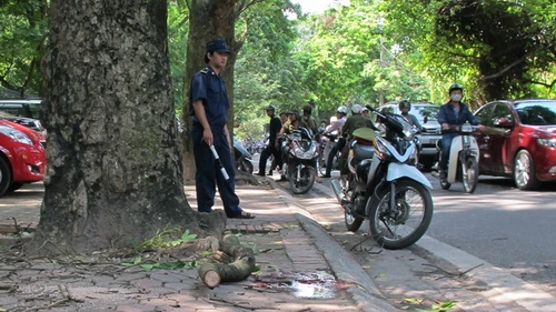 Cây rơi trên vỉa hè làm chết người đi bộ