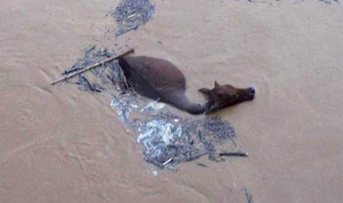 Nhiều trâu bò chị lũ cuốn trôi