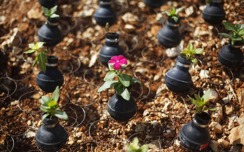 Flowers planted in used tear gas canisters are seen on land near the West Bank village of Bilin near Ramallah. Mohammad Khatib, a Bilin resident, has been collecting the canisters left over from clashes between Israeli soldiers and Palestinians protesters