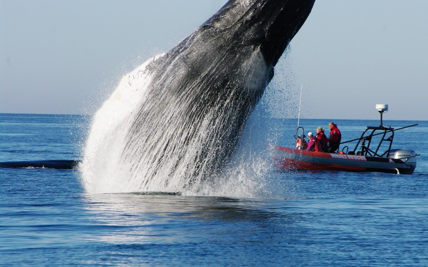 Con cá voi có bướu nhảy lên khỏi mặt nước như để mừng thành viên Nhóm giải cứu cá voi đã thả bạn của nó bị mắc kẹt ở vịnh Fundy (Canada) Grommet the humpback whale bursts through the water in celebration after members of the Whale Rescue Team managed to free her sidekick Foggy, who had become entangled in old lobster pot lines in the Bay of Fundy, two miles off the coast of Long Island in Nova Scotia, Canada.
