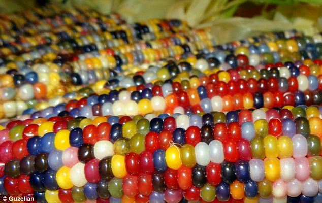 Bright: The colours which make up the corn include blazing red and black as well as the usual golden Read more: http://www.dailymail.co.uk/news/article-2440109/Vivid-multi-coloured-corn-grown-Native-American-farmer-years-painstaking-breeding.html#ixzz2gWjaWftN Follow us: @MailOnline on Twitter | DailyMail on Facebook