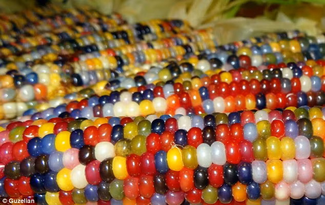 Bright: The colours which make up the corn include blazing red and black as well as the usual golden Read more: http://www.dailymail.co.uk/news/article-2440109/Vivid-multi-coloured-corn-grown-Native-American-farmer-years-painstaking-breeding.html#ixzz2gWjaWftN Follow us: @MailOnline on Twitter | DailyMail on Facebook