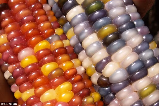 Những bắp ngô lung linh sắc màu