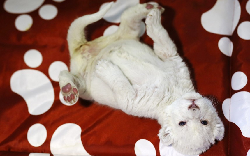 Chú sư tử trắng 8 ngày tuổi tại vườn thú Belgrade (Serbia) An eight-day-old white lion cub plays at Belgrade