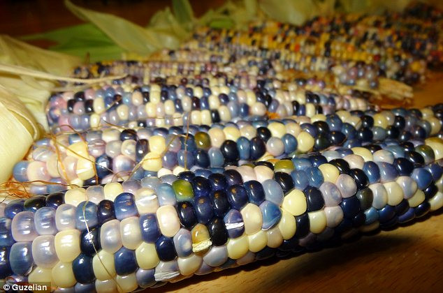 Blue: One strain produces corn with deep blue kernels as well as some which are almost white Read more: http://www.dailymail.co.uk/news/article-2440109/Vivid-multi-coloured-corn-grown-Native-American-farmer-years-painstaking-breeding.html#ixzz2gWjhq6vs Follow us: @MailOnline on Twitter | DailyMail on Facebook
