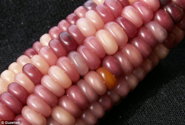Ruby-red: This is one of the most striking-looking plants produced by the seeds Read more: http://www.dailymail.co.uk/news/article-2440109/Vivid-multi-coloured-corn-grown-Native-American-farmer-years-painstaking-breeding.html#ixzz2gWkc9S3j Follow us: @MailOnline on Twitter | DailyMail on Facebook