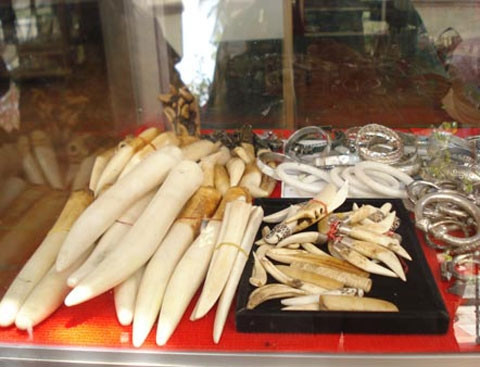 Thú chơi móng vuốt ngàn đô của đại gia