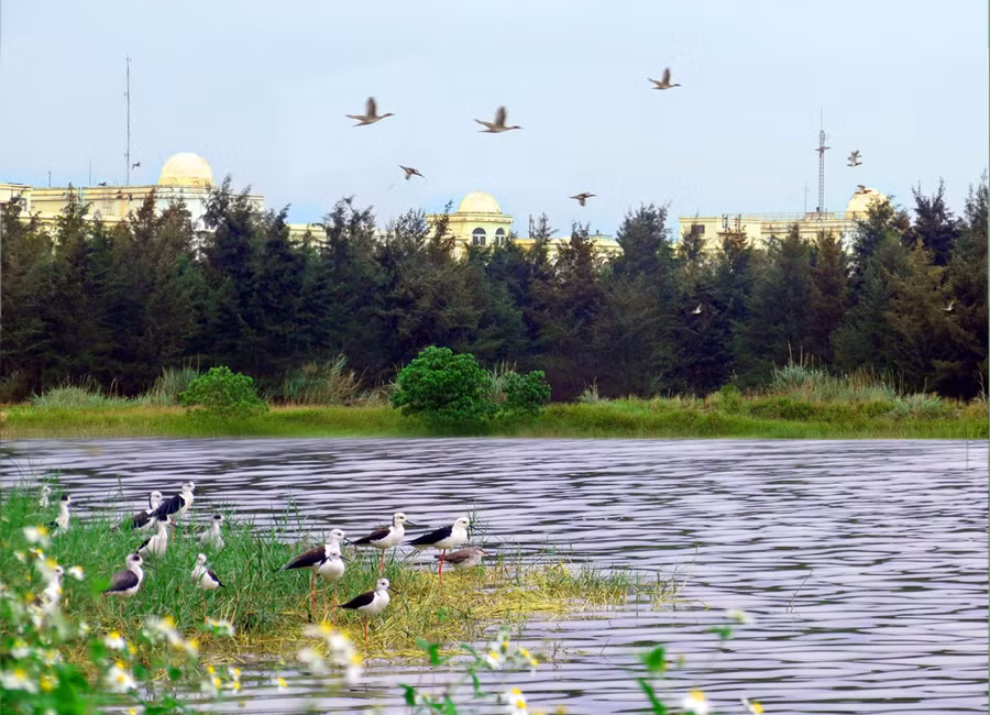 hệ thống cây xanh được tăng cường đã góp phần làm xuất hiện ngày một nhiều hơn các loài sinh vật, như chim, cò trắng.