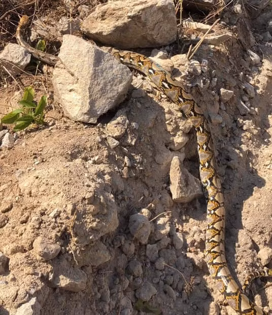 Trăn gấm được thả về rừng đặc dụng Cù Lao Chàm (xã Tân Hiệp, TP Hội An, Quảng Nam)