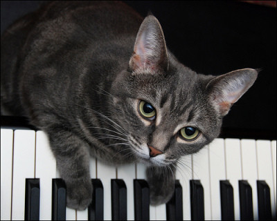 Video mèo chơi piano gây xôn xao cộng đồng mạng