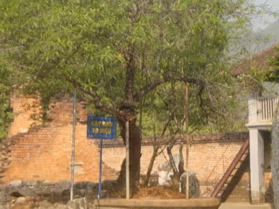 Cây đào Tô Hiệu - Biểu tượng cho sự bất khuất của con người nơi đây