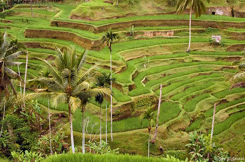 Châu Á có nguy cơ đối mặt với khủng hoảng nước