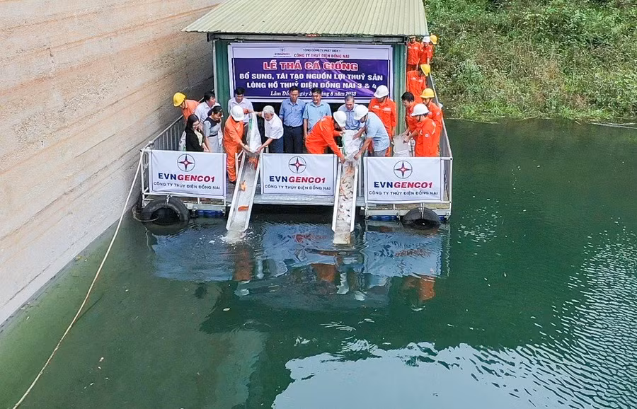 Thả cá giống ở lòng hồ.