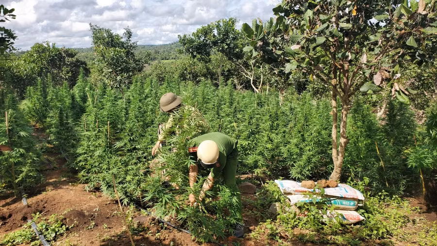 Lực lượng chức năng tiến hành nhổ bỏ cây cần sa do người dân trồng trái phép.