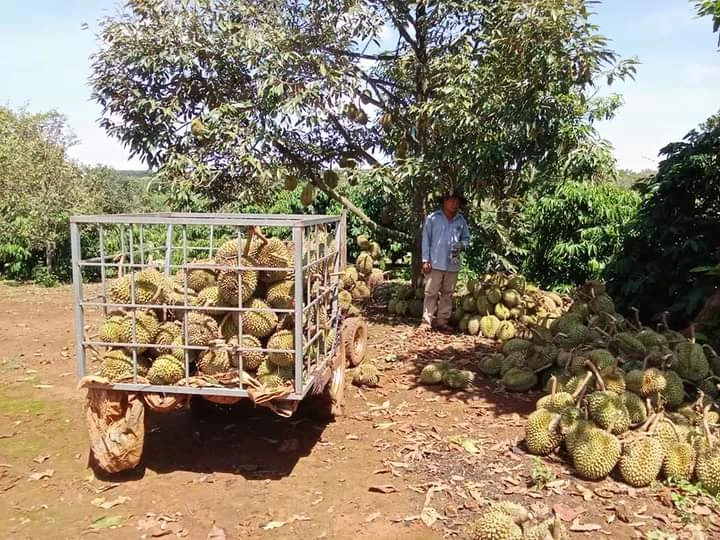 Sau trận giông lốc, hàng chục tấn sầu riêng rụng khiến nông dân trắng tay. (Ảnh: CTV)