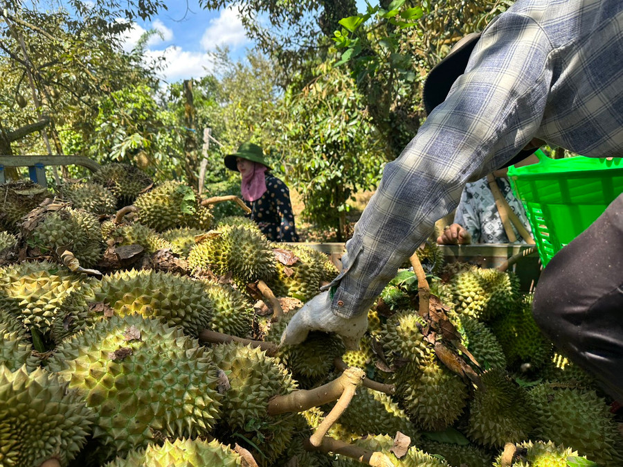 Người dân thu gom sầu riêng rụng mong vớt vát chút vốn liếng cho vụ mùa 2024. (Ảnh: CTV)
