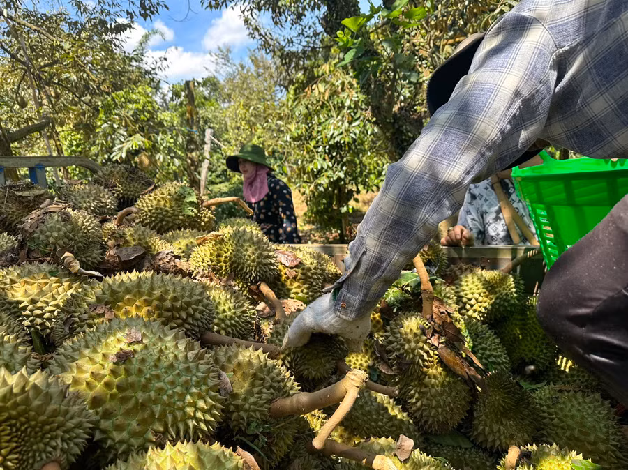 Người dân thu gom sầu riêng rụng mong vớt vát chút vốn liếng cho vụ mùa 2024. (Ảnh: CTV)