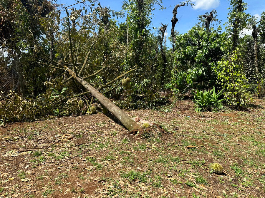 Không chỉ rụng trái, nhiều cây sầu riêng còn ngã, đỗ. (Ảnh: CTV)