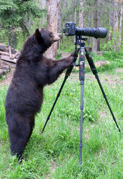 Một chú gấu tò mò với chiếc máy của nhiếp ảnh gia Dean Swartz tại Mỹ Here’s one cub reporter who could bearly contain herself as she watched a wildlife photographer at work. As Dean Swartz took pictures of a black bear family in Minnesota, America, he noticed one juvenile bear watching him very closely. After about 45 minutes the bear decided to have a go as well and ambled over to the tripod. Backing off, Dean used another camera on his shoulder to carry on taking pictures as the animal investigated his expensive equipment.