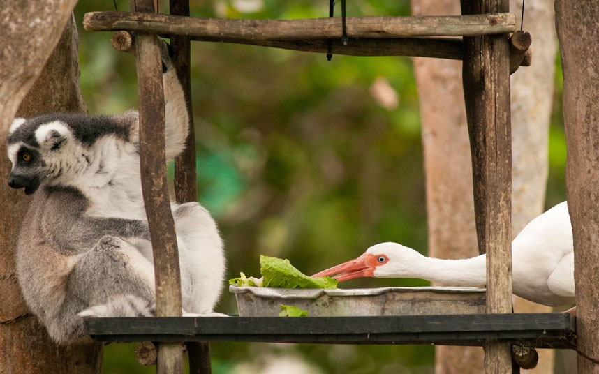Ảnh động vật đẹp trong tuần ảnh 1 A white ibis steals a ring-tailed lemur’s food at Zoo Miami, Florida