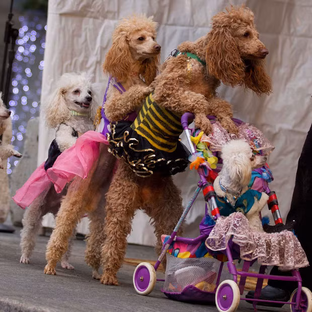 Well-trained pet poodles perform during the 2012 Winter Magic Kidzfest at Yonge-Dundas Square in Toronto, Canada