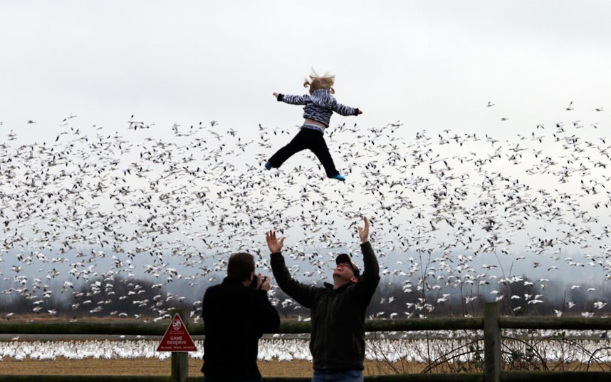Những hình ảnh ấn tượng trong tuần ảnh 6 Cody Mooney tosses his daughter, Willow, 17 months old, in the air as snow geese take flight behind Tin the Skagit Valley near La Conner, Washington state, US