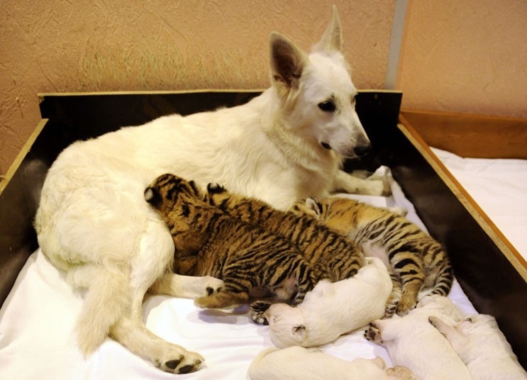 Ảnh động vật đẹp trong tuần ảnh 7 Swiss Shepherd dog Talli feeds orphaned tiger cubs and her own puppies in the Russian Black Sea resort of Sochi. The little tigers, two male cubs named Olymp and Dar and one female cub Talli, were born last month in the Oktyabrsky Zoo but abandoned by their mother.