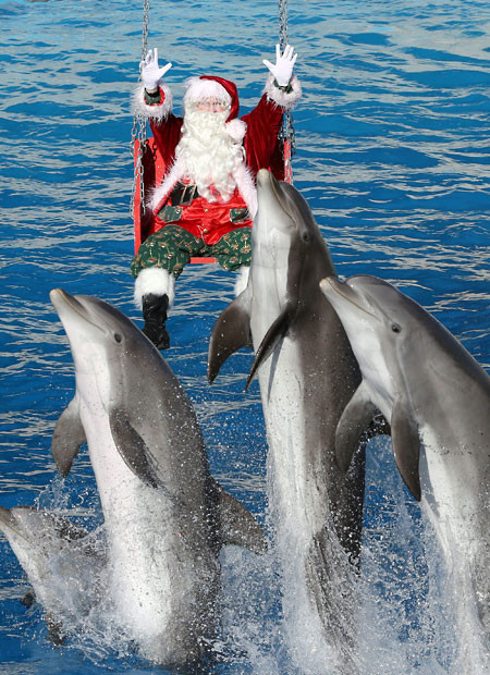Ông già Noel chơi đùa với cá heo ở Antibes, miền nam nước Pháp A man dressed as Santa Claus plays with dolphins at Marineland in Antibes, southern France