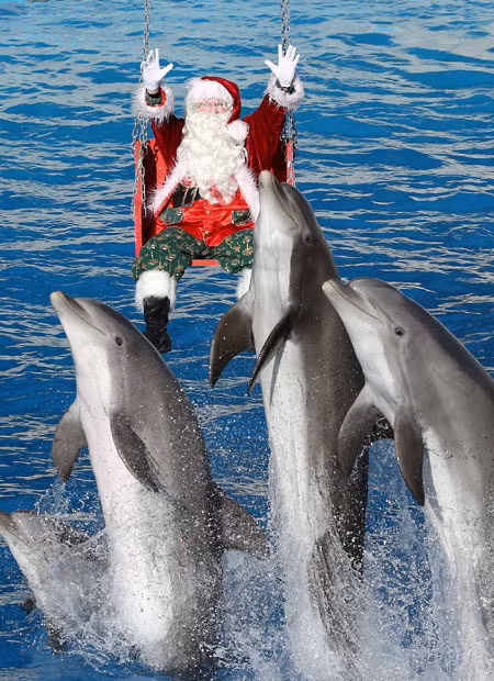 A man dressed as Santa Claus plays with dolphins at Marineland in Antibes, southern France 