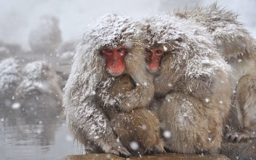 Japanese macaques, commonly referred to as 