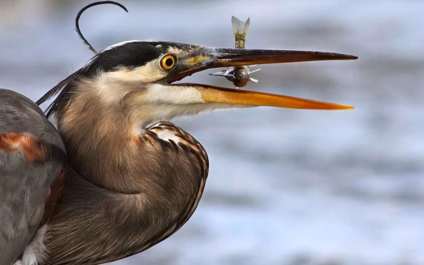 This grey heron had obviously never been told not to play with its food. The wading bird was spotted seemingly toying with its tasty fish lunch by photographer Mircea Costina, in Quebec, Canada.