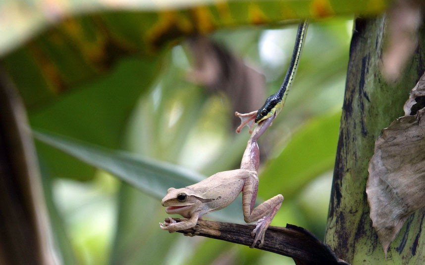 This banana leaf tree frog was determined not to become a tree snake’s lunch. It struggled and tried to kick free for several minutes, hanging on to a branch while the snake continued to bite its leg and drag it up a tree. But the struggle was in vain as the painted bronze back tree snake eventually got its meal. The ordeal was caught on camera by photographer, Syaiful Arif, who watched the scene in a forest of Jombang, East Java. Indonesia. 