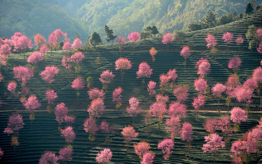 Những hình ảnh ấn tượng trong tuần ảnh 2 Pink Trees bloom in Nanjian Yi Autonomous County, Yunnan Province. Dali, China