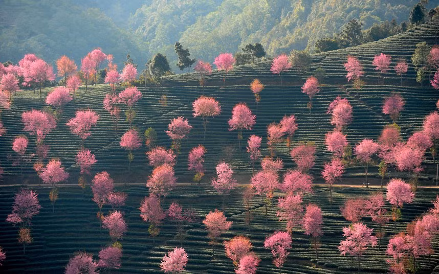 Pink Trees bloom in Nanjian Yi Autonomous County, Yunnan Province. Dali, China 