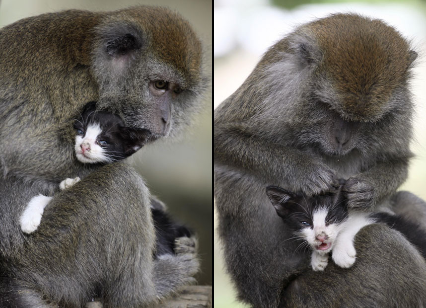 Ảnh động vật đẹp trong tuần ảnh 4 Kimon, an eight-year-old female long-tailed monkey, grooms a kitten on Bintan Island, Indonesia. Kimon reportedly has such strong maternal instincts that she treats the cat just like one of her own offspring.