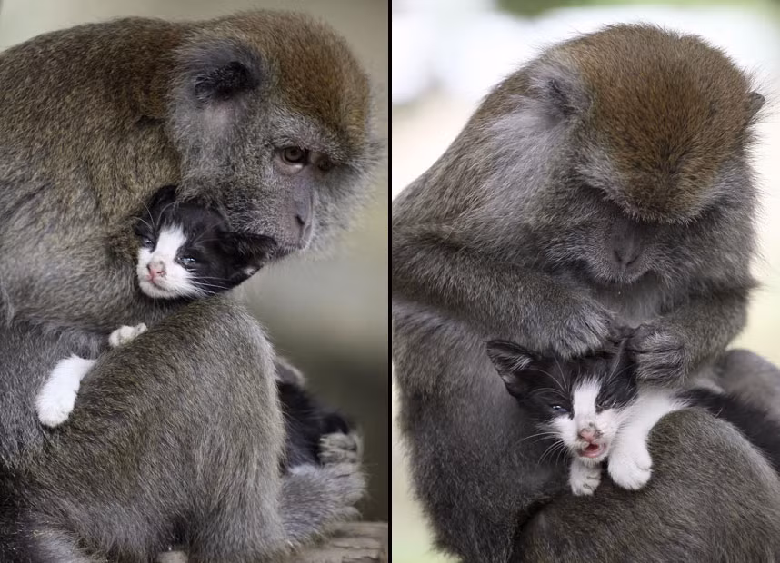 Kimon, an eight-year-old female long-tailed monkey, grooms a kitten on Bintan Island, Indonesia. Kimon reportedly has such strong maternal instincts that she treats the cat just like one of her own offspring.
