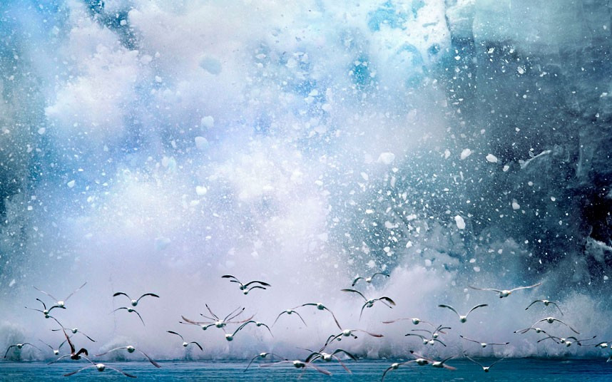 Những hình ảnh ấn tượng trong tuần ảnh 4 A massive slice of a glacier crashes into the sea, scaring a flock of seabirds. The huge slab of ice slipped from the Chenega Glacier into the ocean at Prince William Sound, Alaska, and was caught on camera by photographer Jon Cornforth.