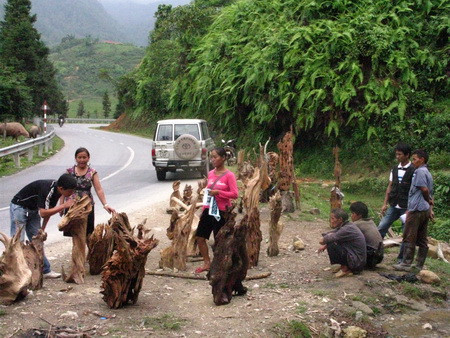 Săn gỗ lũa giữa đại ngàn Tây Bắc