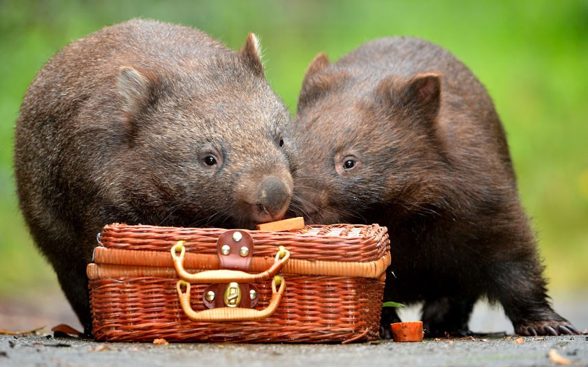 Two orphaned wombats, called Turtle-belle and Phoenix, are all packed and ready for San Diego. Here they will become some of the first animals to move into the city zoo’s new Australian habitat. The cuddly marsupials will travel in style, boarding a Qantas flight in comfortable custom-built crates, complete with a bed of hay. 